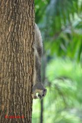 A squirrel.